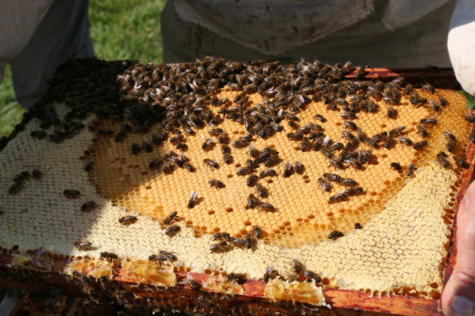 Guide des bonnes pratiques apicoles