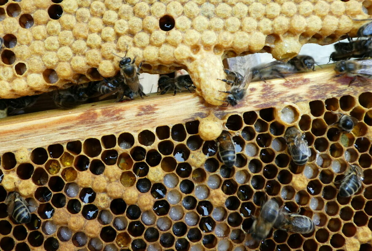 Visite de printemps au rucher-école de Saint-Lô