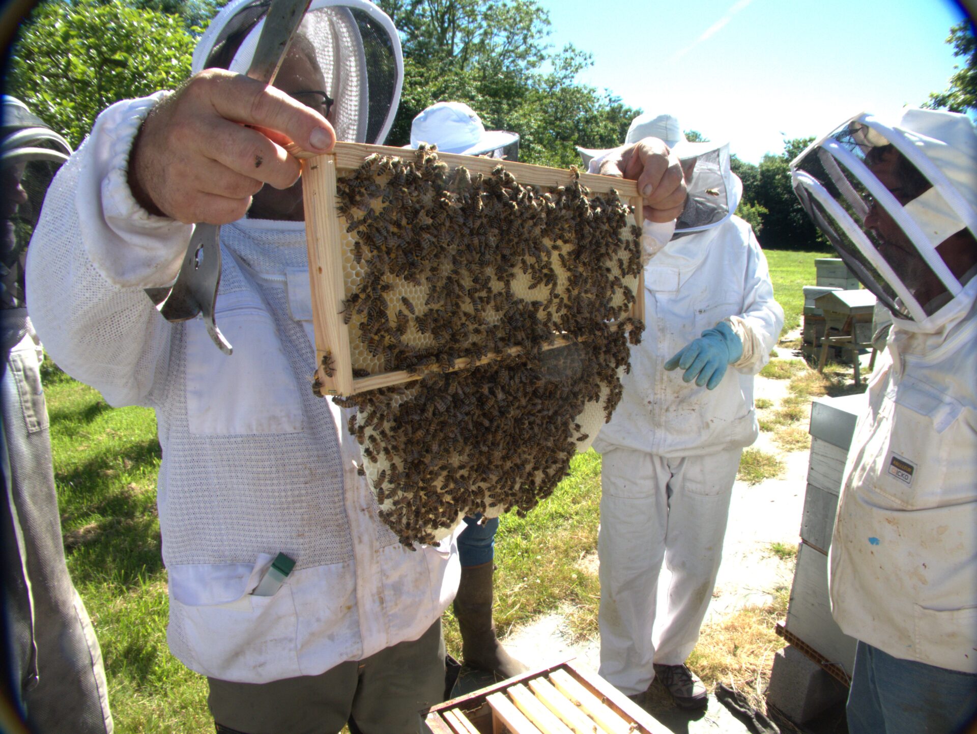 ACUALITES APICOLES DANS LA MANCHE